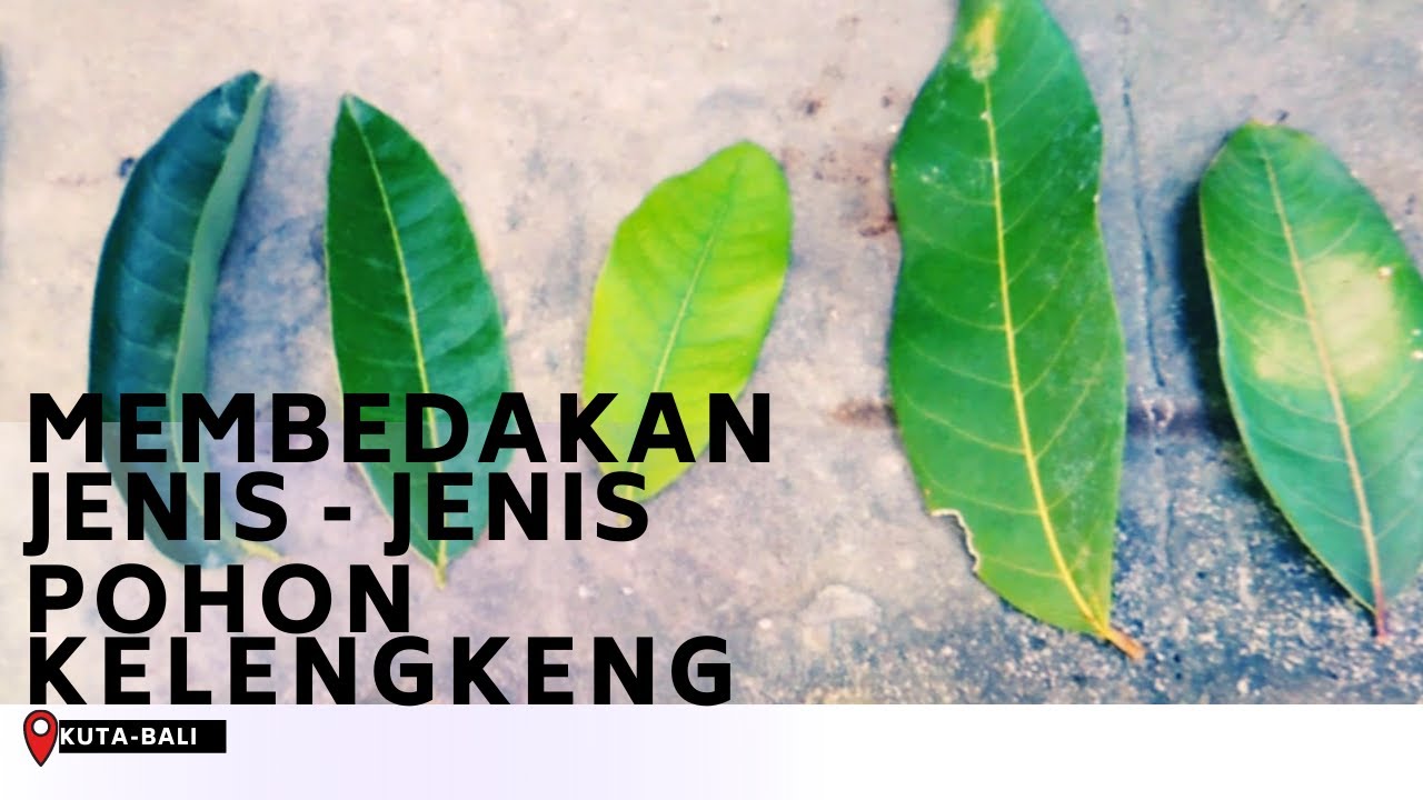 Detail Gambar Daun Kelengkeng Nomer 36