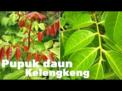 Detail Gambar Daun Kelengkeng Nomer 43