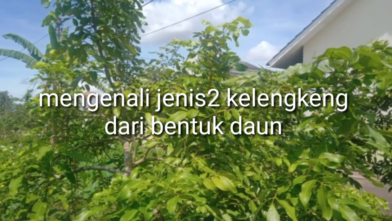 Detail Gambar Daun Kelengkeng Nomer 53