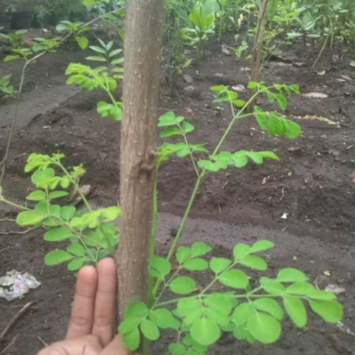 Detail Gambar Daun Kelor Dan Buahnya Nomer 41