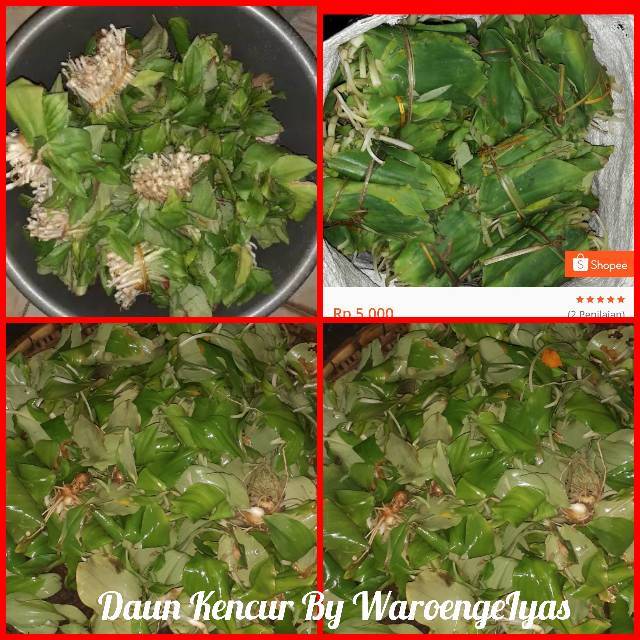 Detail Gambar Daun Kencur Nomer 51