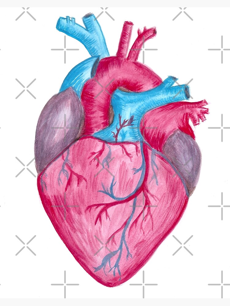 Detail Herz Organ Gezeichnet Nomer 3