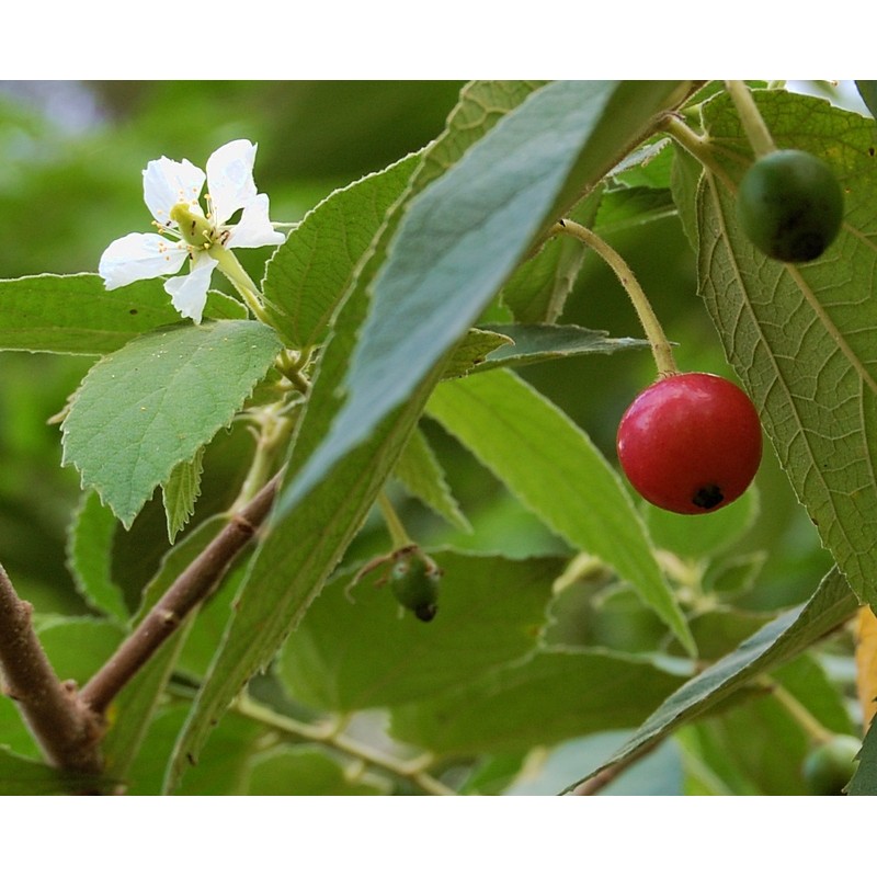 Detail Gambar Daun Kersen Nomer 16