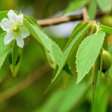 Detail Gambar Daun Kersen Nomer 44