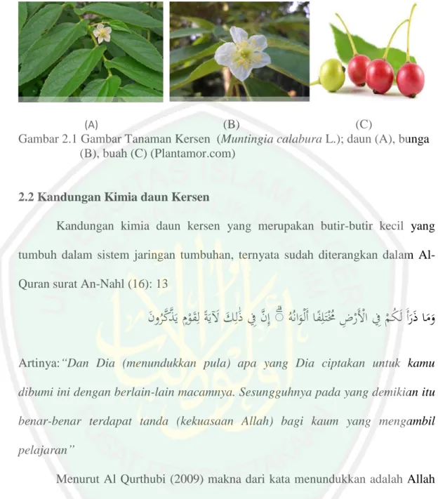 Detail Gambar Daun Kersen Nomer 47