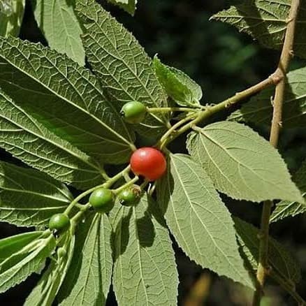 Detail Gambar Daun Kersen Atau Talok Nomer 11