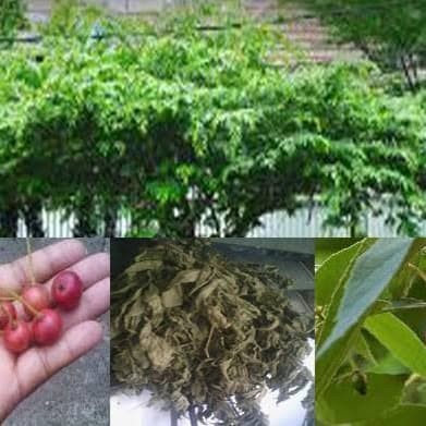 Detail Gambar Daun Kersen Atau Talok Nomer 17