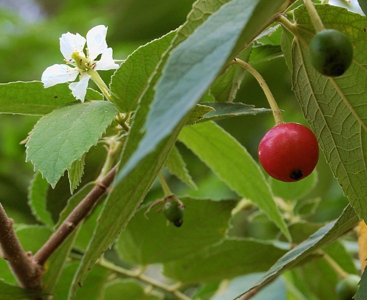 Detail Gambar Daun Kersen Atau Talok Nomer 21