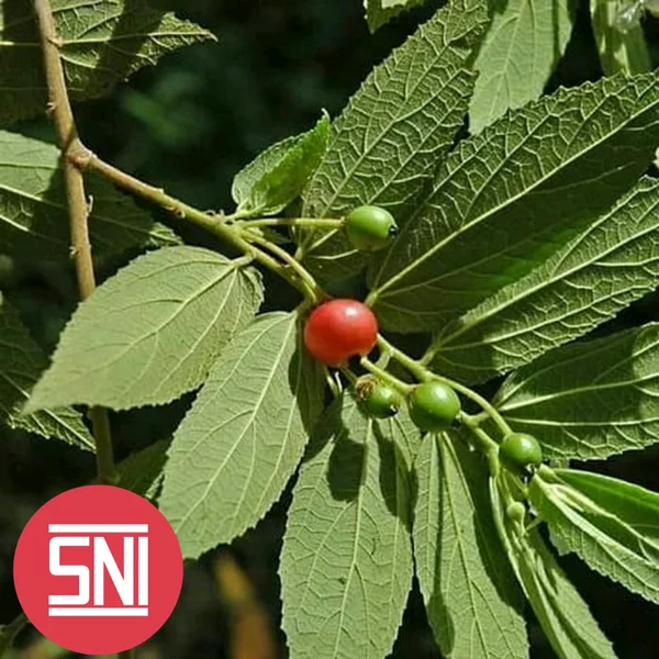 Detail Gambar Daun Kersen Atau Talok Nomer 22