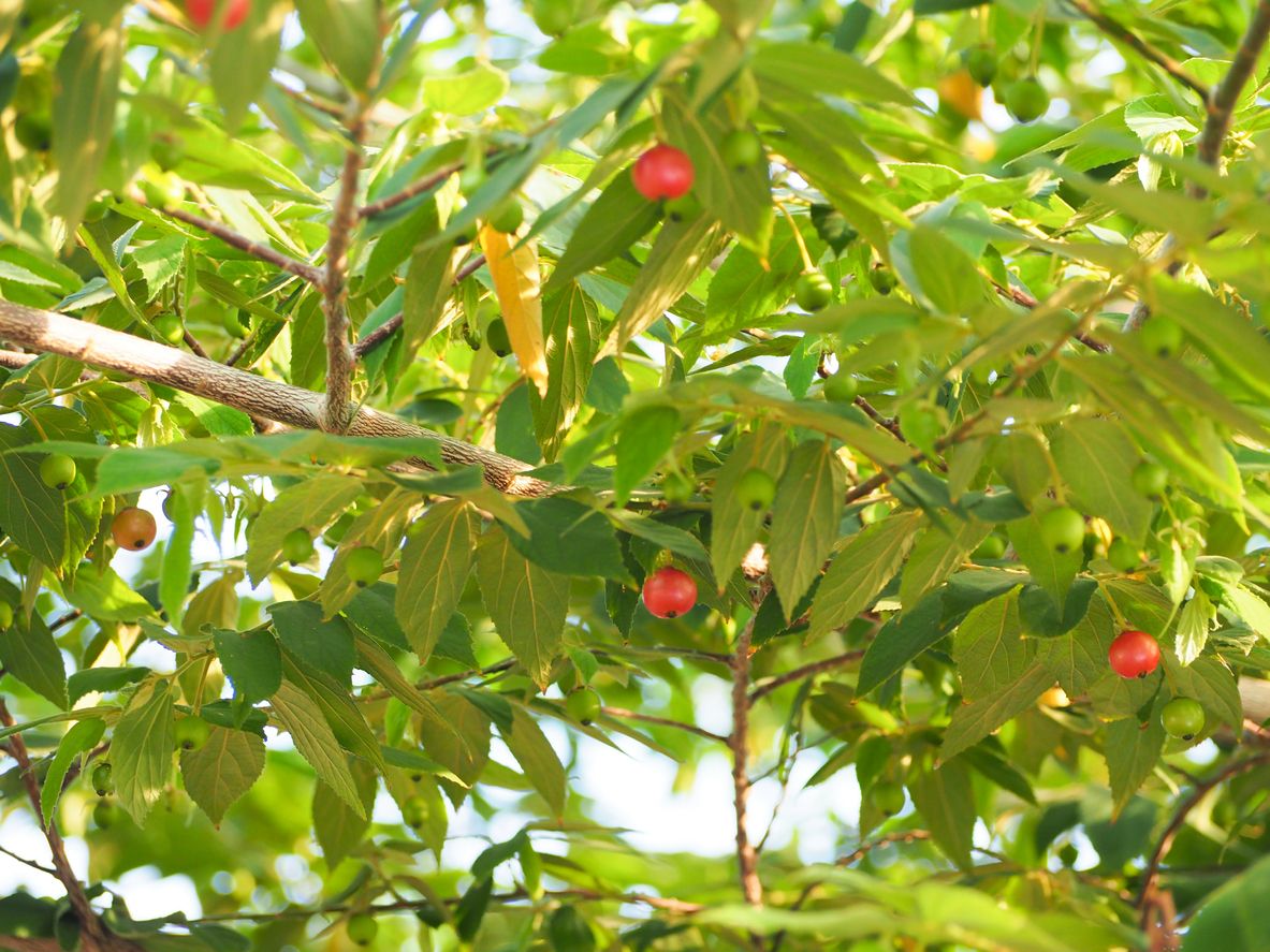 Detail Gambar Daun Kersen Atau Talok Nomer 24