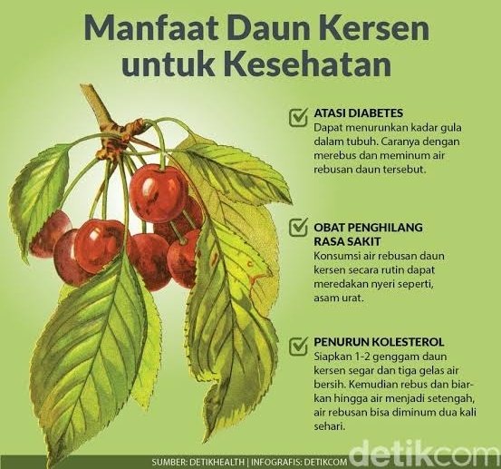 Detail Gambar Daun Kersen Atau Talok Nomer 9