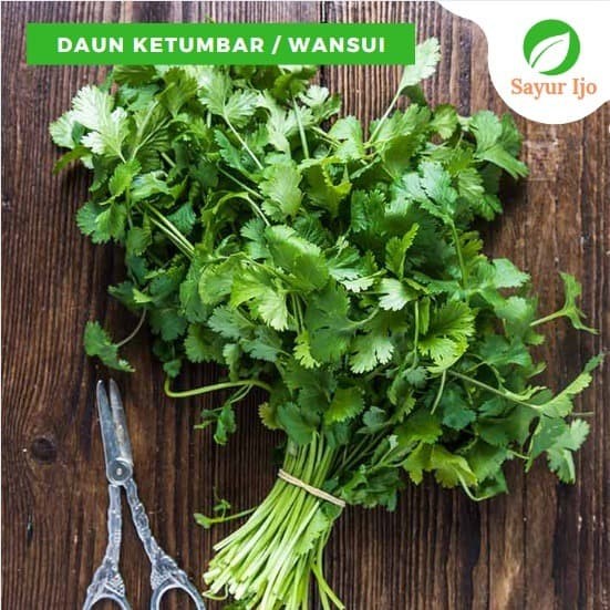 Detail Gambar Daun Ketumbar Nomer 27