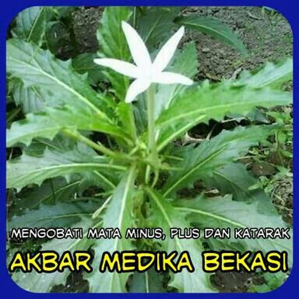 Detail Gambar Daun Kitolod Nomer 15