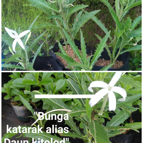 Detail Gambar Daun Kitolod Nomer 24