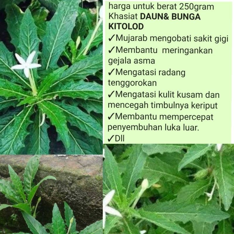 Detail Gambar Daun Kitolod Nomer 35