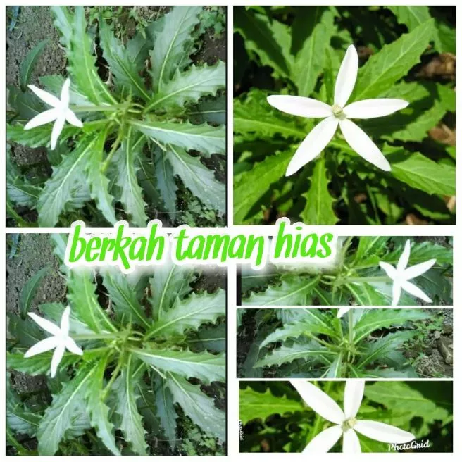 Detail Gambar Daun Kitolod Nomer 51