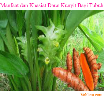 Detail Gambar Daun Kunyit Nomer 17