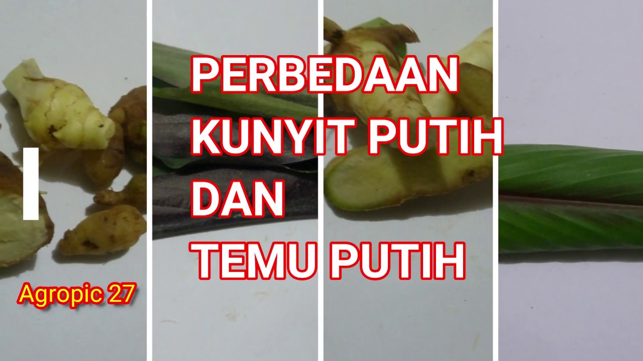 Detail Gambar Daun Kunyit Putih Nomer 47