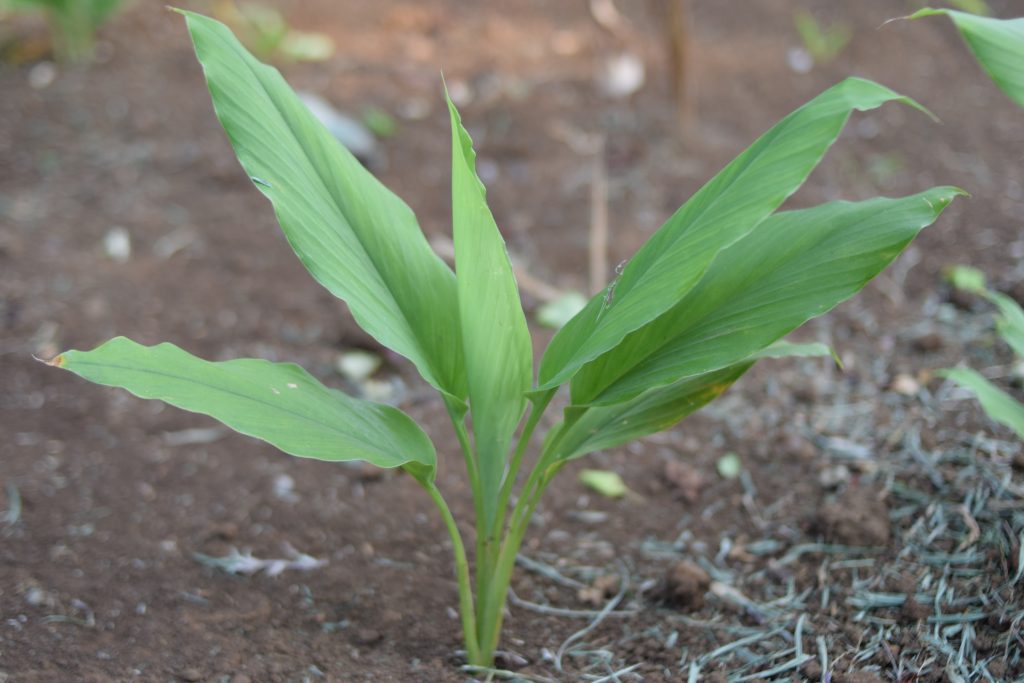 Detail Gambar Daun Kunyit Putih Nomer 50