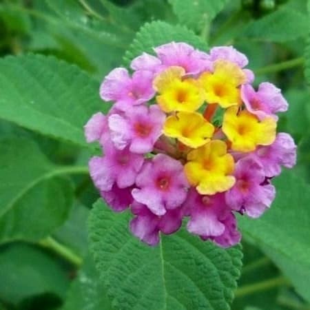 Detail Gambar Daun Lantana Nomer 8