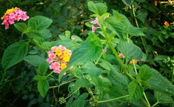 Detail Gambar Daun Lantana Nomer 2