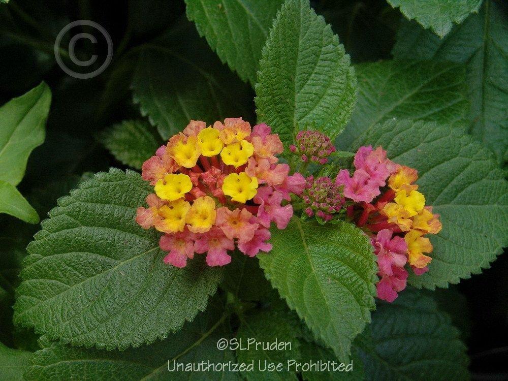 Detail Gambar Daun Lantana Nomer 40