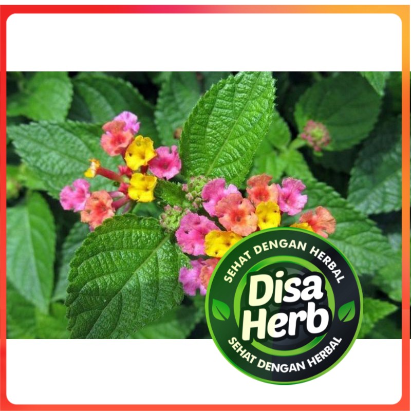 Detail Gambar Daun Lantana Nomer 41