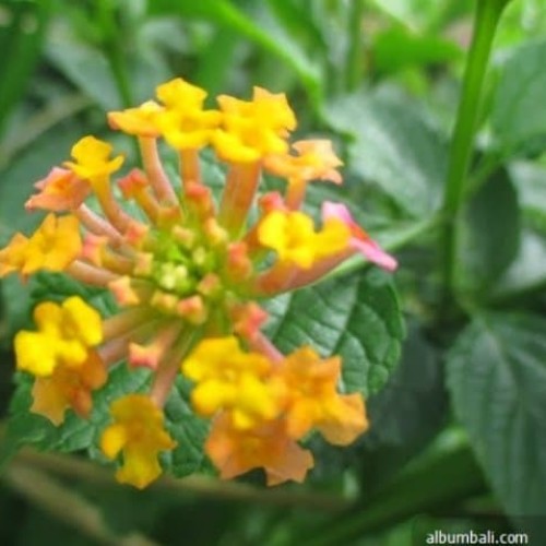 Detail Gambar Daun Lantana Nomer 43