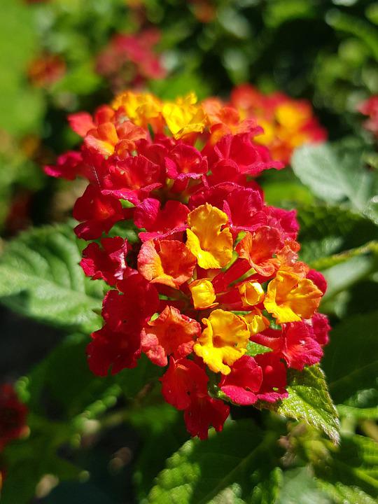 Detail Gambar Daun Lantana Nomer 45