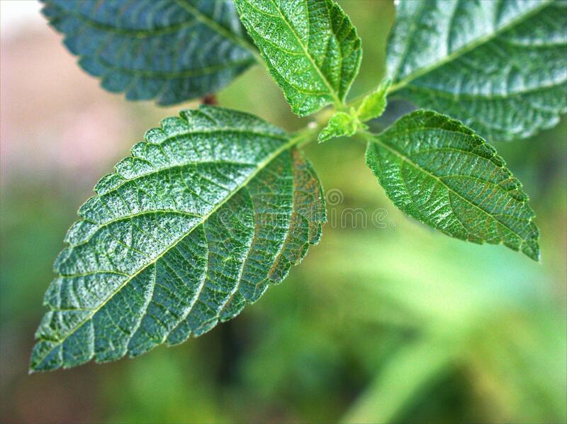 Detail Gambar Daun Lantana Nomer 49