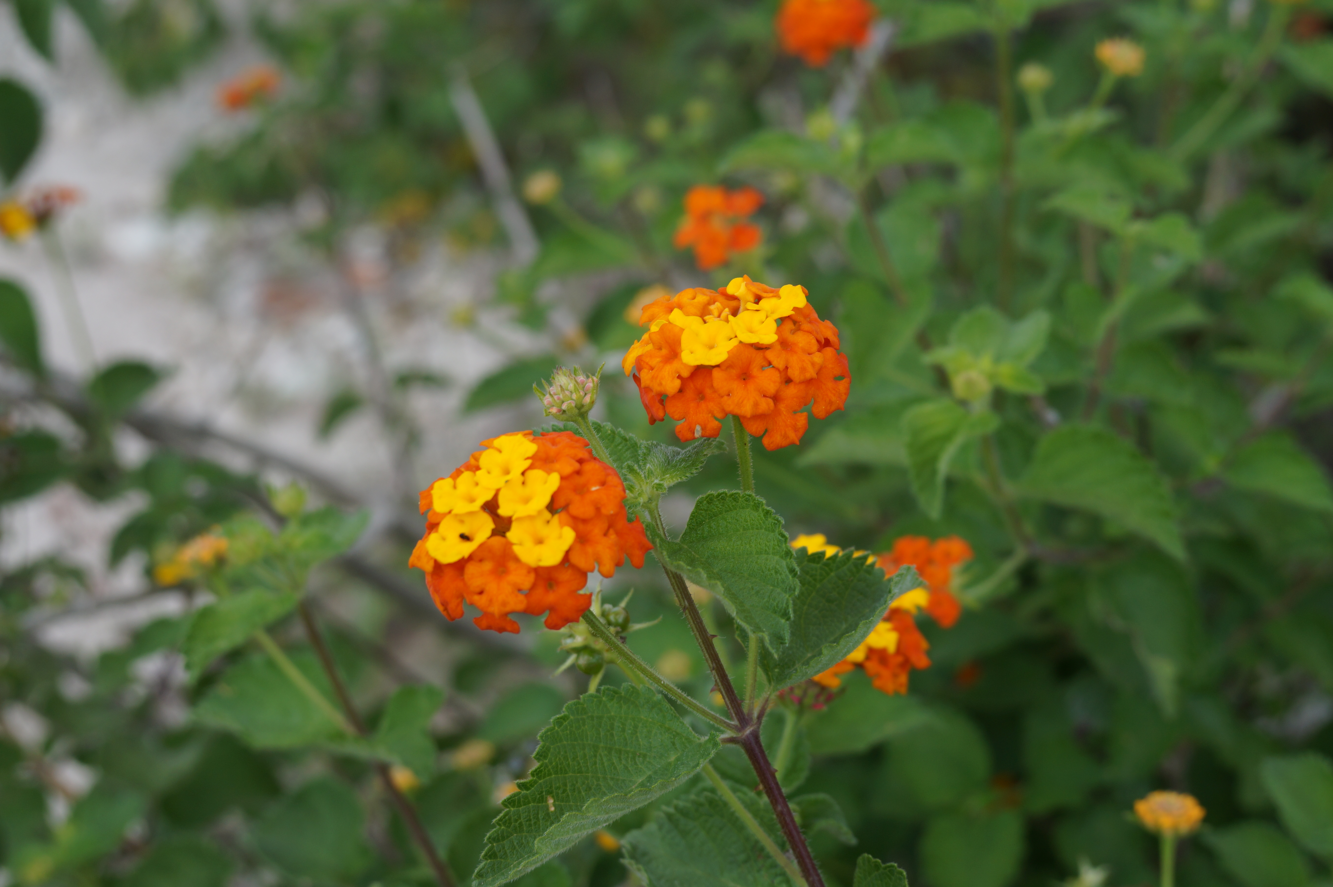 Detail Gambar Daun Lantana Nomer 50