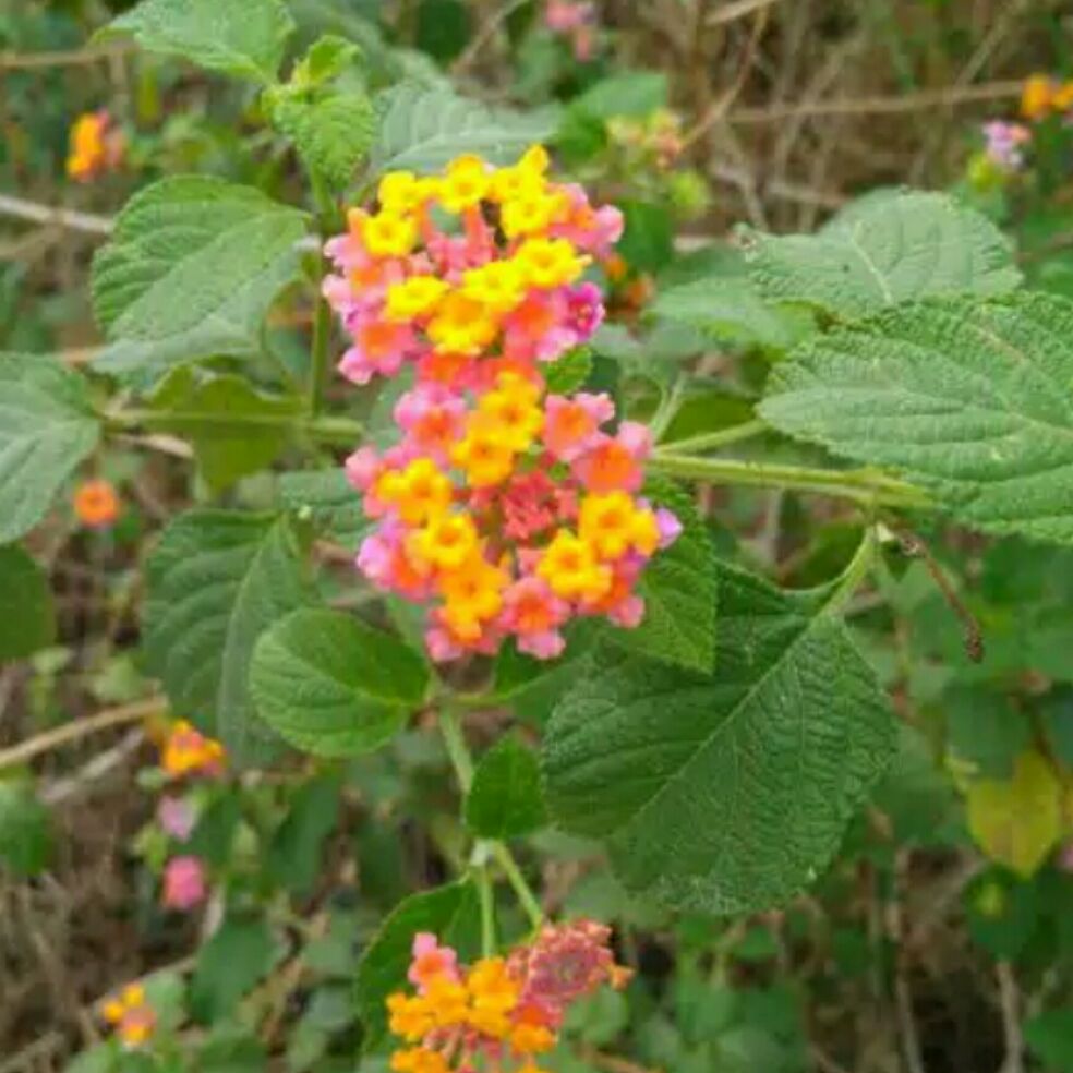 Detail Gambar Daun Lantana Nomer 7