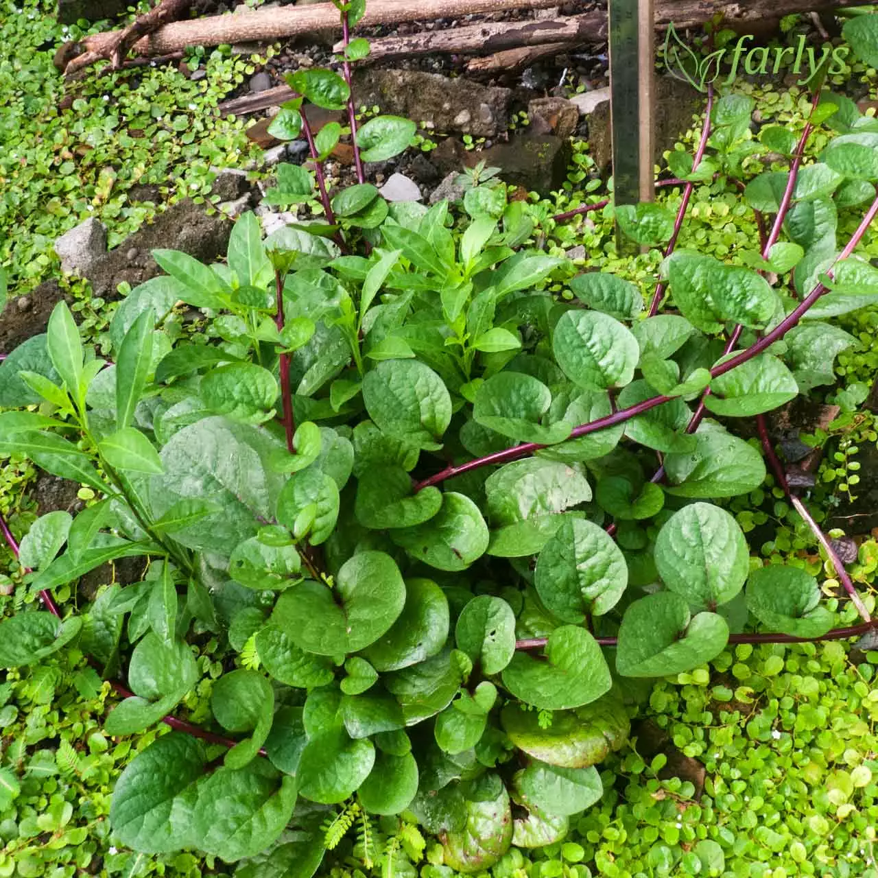 Detail Gambar Daun Lembayung Nomer 33