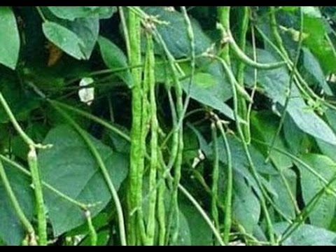 Download Gambar Daun Lembayung Nomer 57