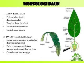 Detail Gambar Daun Lengkap Nomer 7