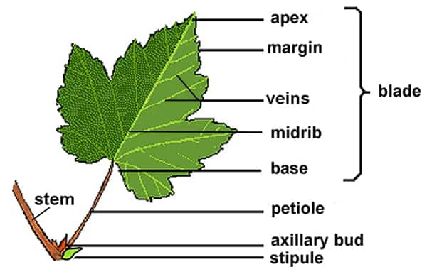 Detail Gambar Daun Lengkap Nomer 9