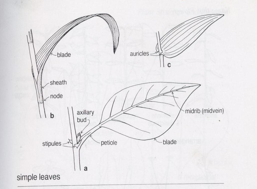 Detail Gambar Daun Lengkap Nomer 10