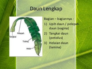 Detail Gambar Daun Lengkap Nomer 2