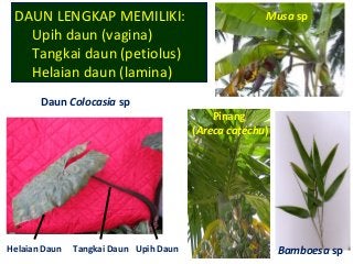 Detail Gambar Daun Lengkap Nomer 15