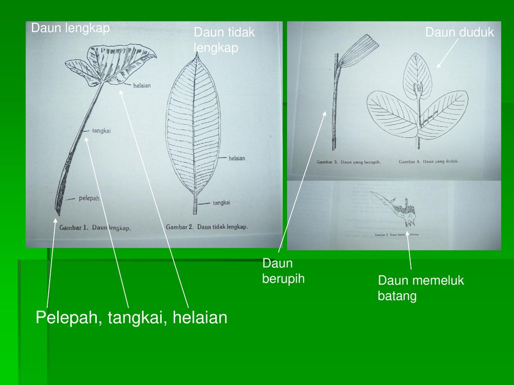 Detail Gambar Daun Lengkap Nomer 43