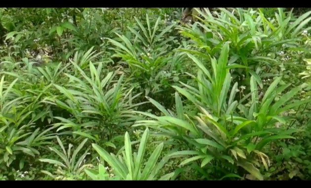 Detail Gambar Daun Lengkuas Nomer 45