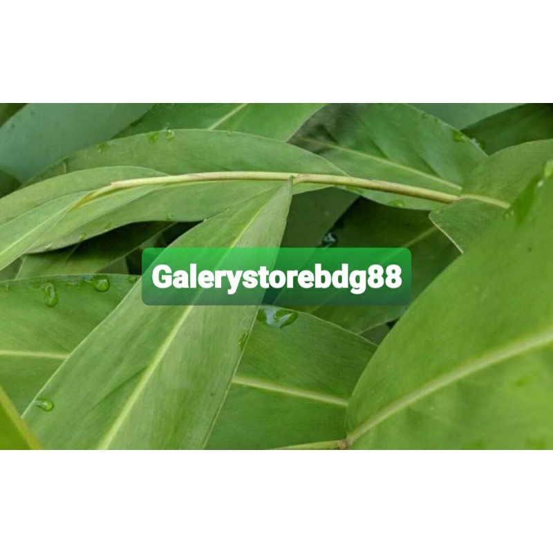 Detail Gambar Daun Lengkuas Nomer 54