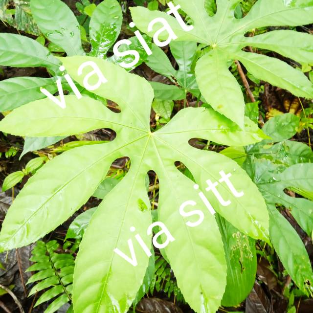 Gambar Daun Lima Jari - KibrisPDR