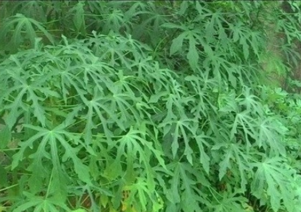 Detail Gambar Daun Lima Jari Nomer 16