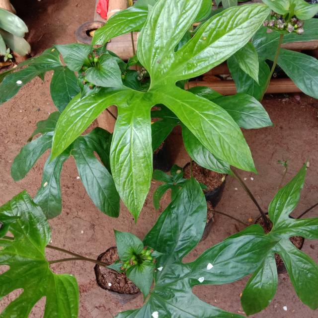 Detail Gambar Daun Lima Jari Nomer 20