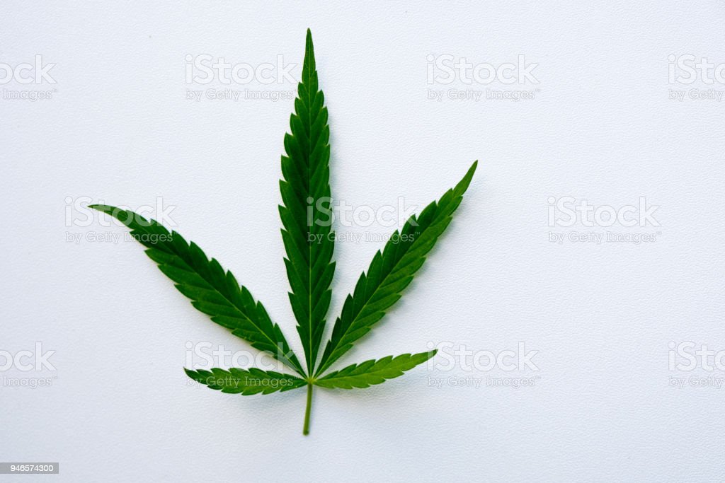 Detail Gambar Daun Lima Jari Nomer 23