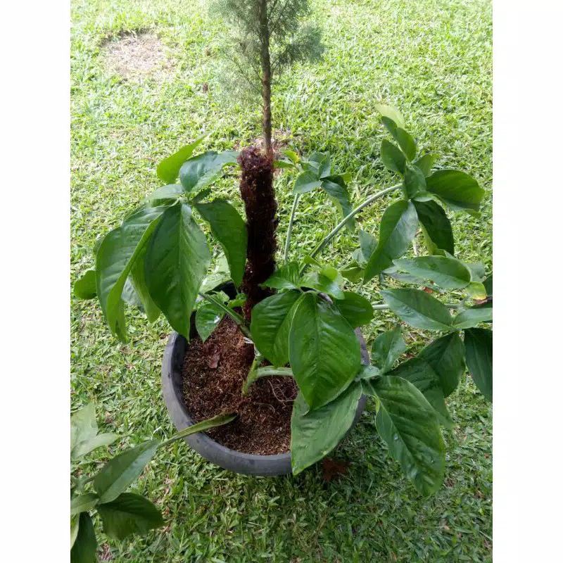 Detail Gambar Daun Lima Jari Nomer 26