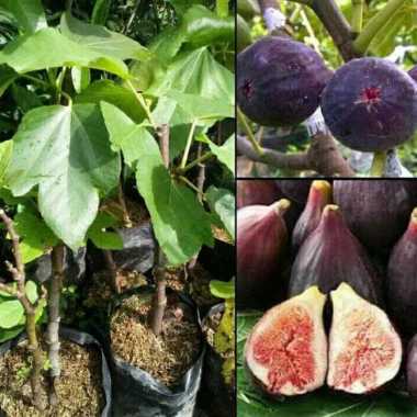 Detail Gambar Daun Lima Jari Nomer 32