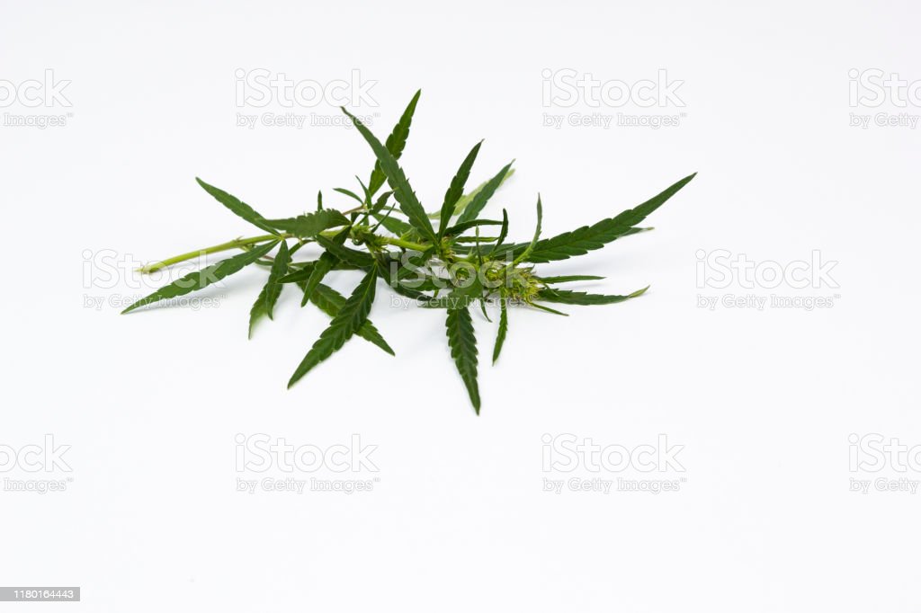 Detail Gambar Daun Lima Jari Nomer 33