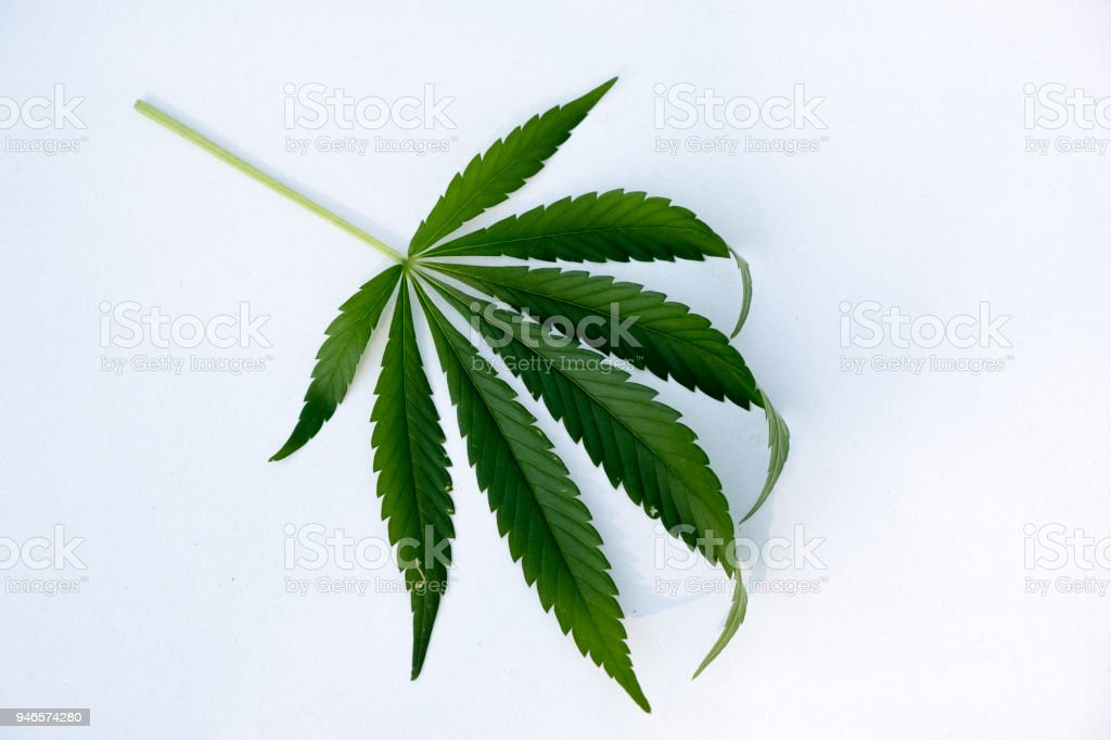Detail Gambar Daun Lima Jari Nomer 38